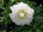 Peonies-Duchess