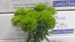 Dianthus-Green--trick-