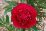 Peonies-Red-charm