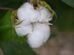 cotton-3