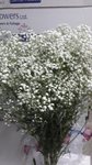 GYPSOPHILA-GYPS