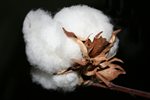 cotton-2