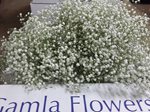 wax-flower-israel