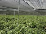 PITTOSPHORUM VAR GREEN HOUSE