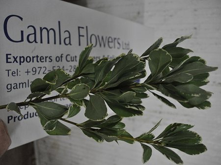 Ruscus from Israel