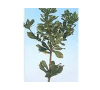 Israeli Pittosporum