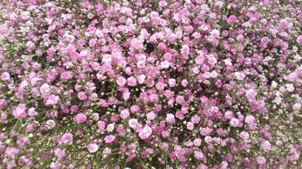 GYP MY PINK