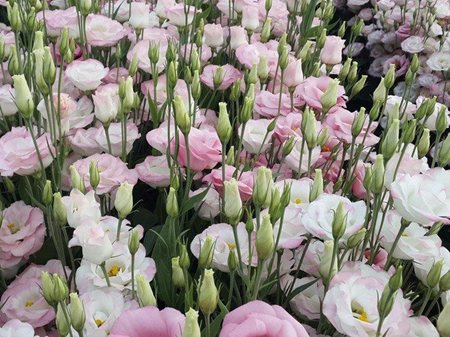 Israel eustoma flowers