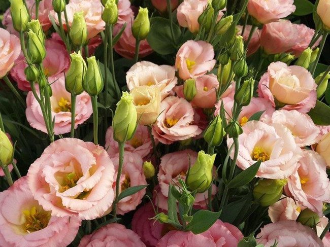 Flowers from Israel