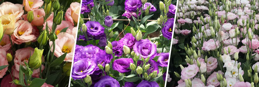 israel flower exporters