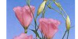 Israel Flower