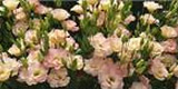 Israel Flower