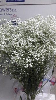 ISRAELI GYPSOPHILA  GYPS  MIRABELA