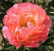 Peonies-Coral-sunset