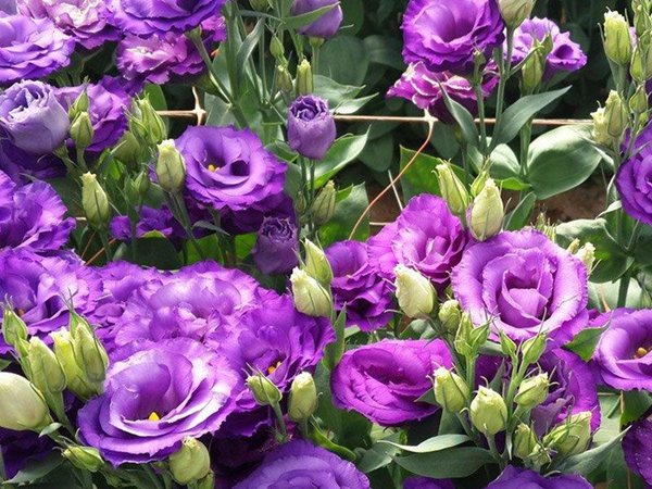 Lisianthus Flower from Israel